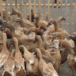Cara Memelihara Bebek Sawah agar Cepat Besar dan Sehat