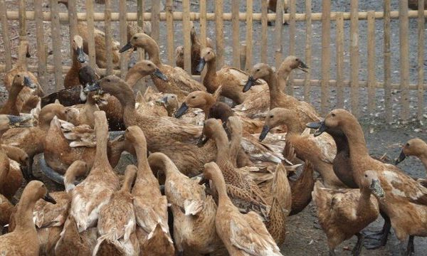 Cara Memelihara Bebek Sawah agar Cepat Besar dan Sehat