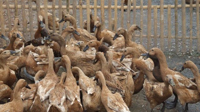 Cara Memelihara Bebek Sawah agar Cepat Besar dan Sehat