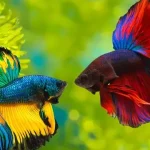 Cara Merawat Ikan Cupang Hias agar Warna Tetap Cerah