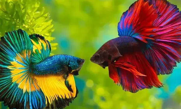 Cara Merawat Ikan Cupang Hias agar Warna Tetap Cerah