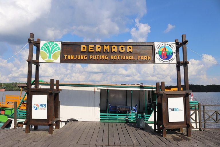 Wisata Taman Nasional Tanjung Puting, Menjelajahi Hutan Orangutan di Kalimantan